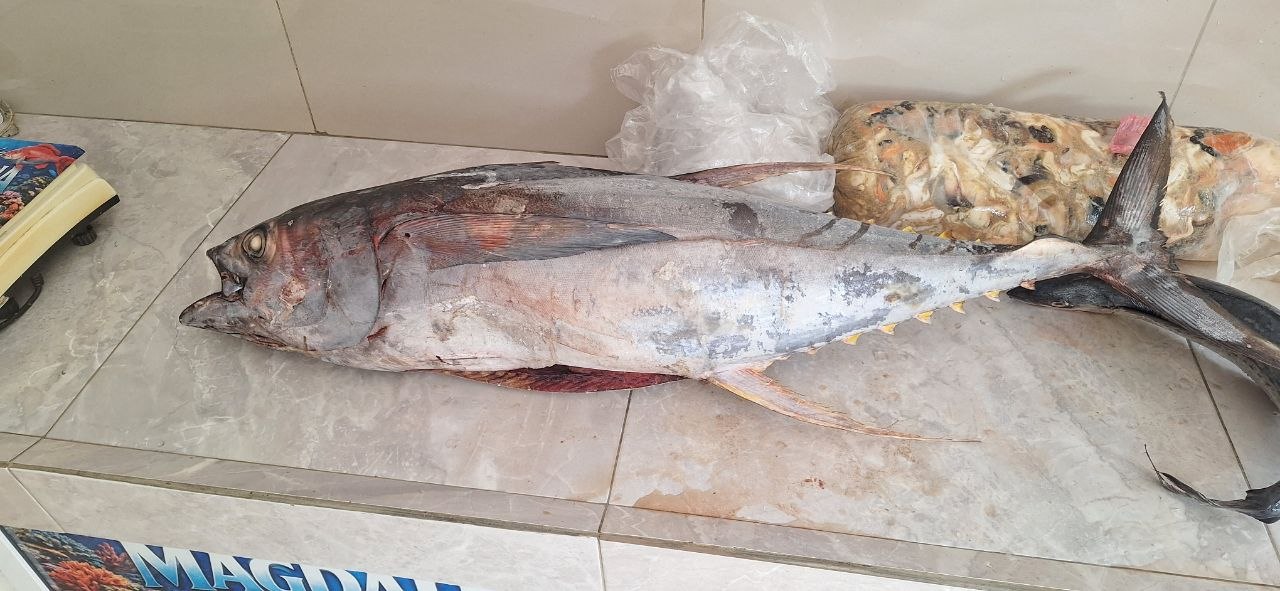 Tonno fresco appena pescato sul bancone del pescivendolo a Río San Juan, l'ingrediente base di questa ricetta